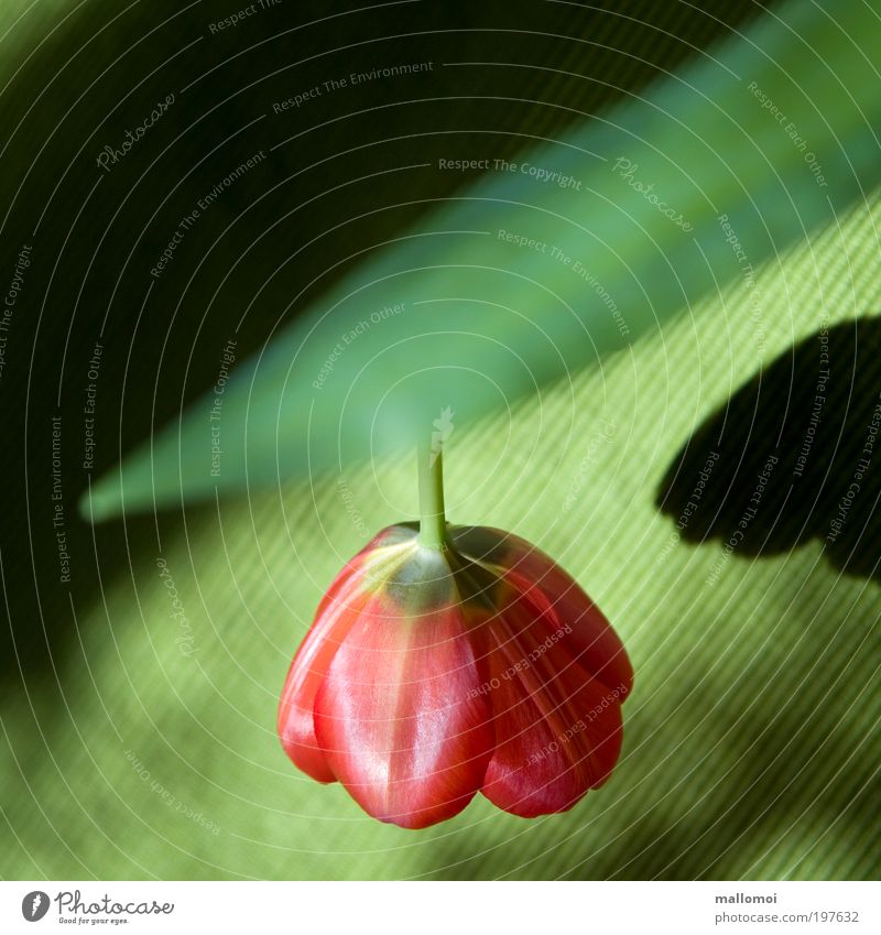 hängen lassen Innenarchitektur Lampe Umwelt Natur Landschaft Pflanze Tulpe Blüte Blühend leuchten Wachstum grün rot Licht Schatten Frühling frisch