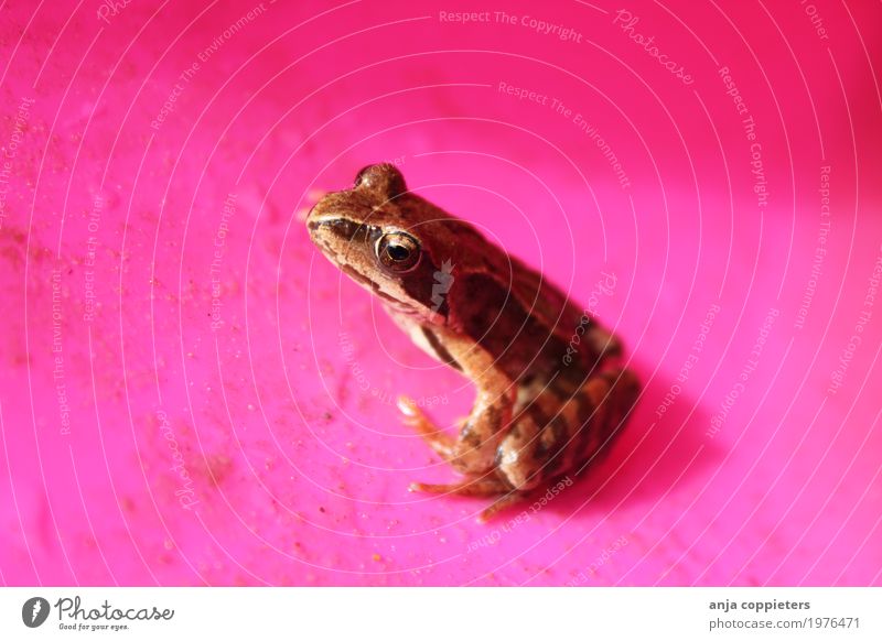 Frosch in Rosa Tier 1 hocken frech Fröhlichkeit schleimig braun rosa Tierliebe Neugier Natur Farbfoto mehrfarbig Außenaufnahme Nahaufnahme Tag Sonnenlicht