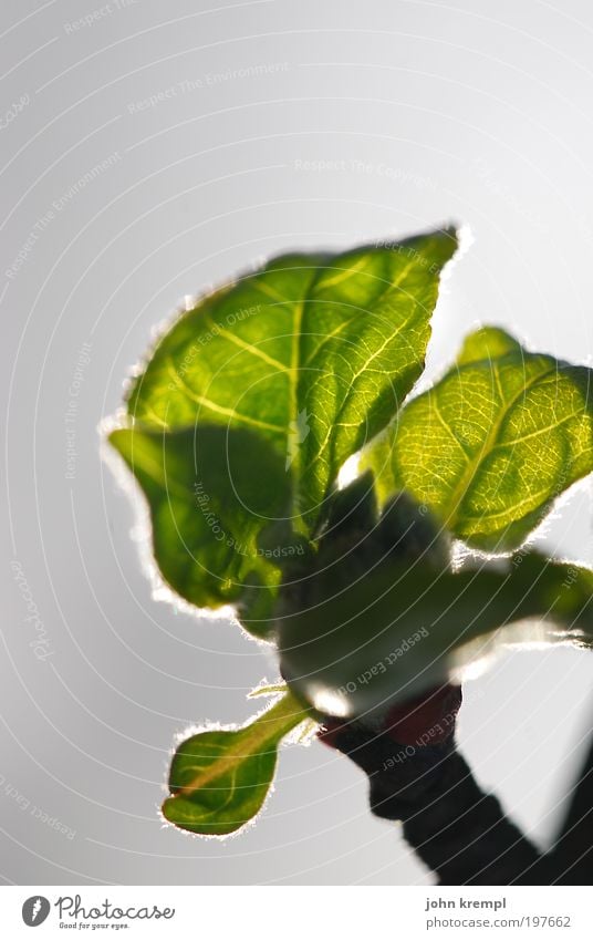 sonnensegel Umwelt Natur Pflanze Sonne Sonnenlicht Baum Blatt Park Wiese Blühend Wachstum schön Wärme grau grün Glück Hoffnung Sehnsucht Beginn Idylle