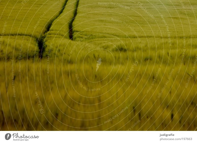 Acker Umwelt Sommer Pflanze Nutzpflanze Feld Wachstum weich grün Natur Spuren Gerste Weizen Roggen Ernährung Kornfeld ruhig Biologische Landwirtschaft