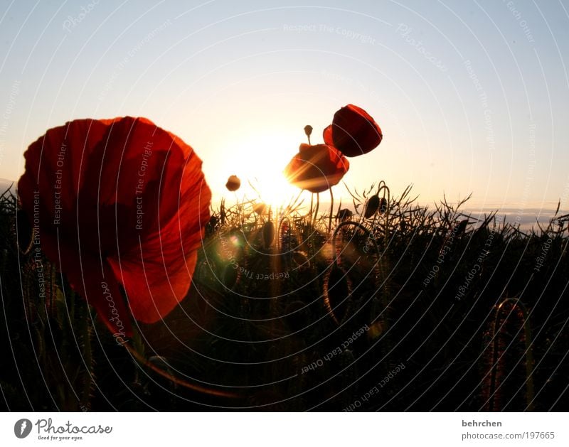 etwas neues beginnt... Umwelt Natur Landschaft Himmel Klimawandel Schönes Wetter Pflanze Blume Blatt Blüte Garten Wiese Feld Glück Zufriedenheit Lebensfreude