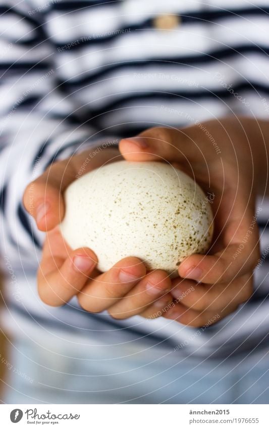 ich halte dich Ei Hand Kind Natur Neugier forschen Punkt Streifen weiß Mitte blau Ostern Feste & Feiern Frühling Ente Gans Haushuhn Bauernhof Landleben