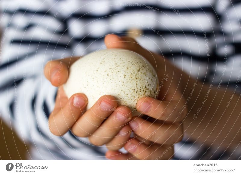 Behutsam Ei Hand Kind Natur Neugier forschen Punkt Streifen weiß Mitte blau Ostern Feste & Feiern Frühling Ente Gans Haushuhn Bauernhof Landleben