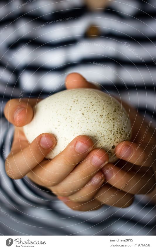 Ostern Ei Hand Kind Natur Neugier forschen Punkt Streifen weiß Mitte blau Feste & Feiern Frühling Ente Gans Haushuhn Bauernhof Landleben