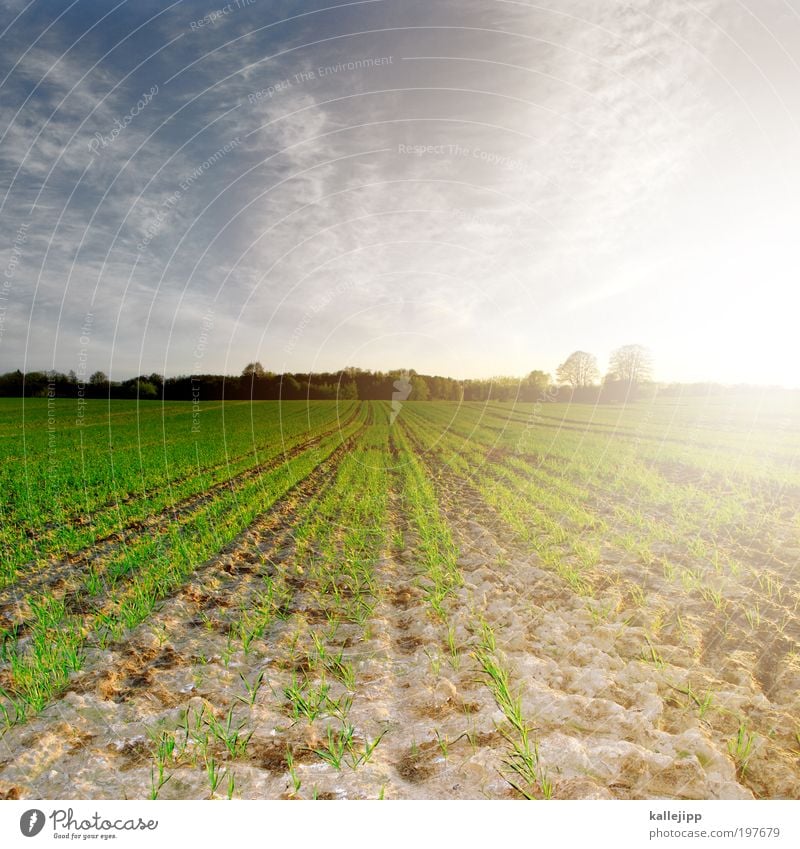 light on the horizont Arbeit & Erwerbstätigkeit Beruf Wirtschaft Geldinstitut Umwelt Natur Landschaft Pflanze Tier Erde Himmel Sonne Sonnenaufgang