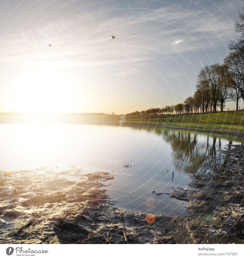 flugverbot Umwelt Natur Landschaft Pflanze Tier Erde Wasser Himmel Horizont Sonne Frühling Klima Wetter Schönes Wetter Baum Feld Teich Vogel 2 fliegen Ente