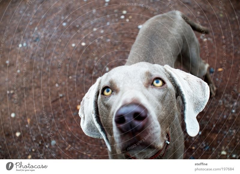 Büüüüüüüttee!!! Tier Haustier Hund 1 schön Tierliebe betteln flehen flehend verführerisch Überzeugungskraft Farbfoto Tierporträt