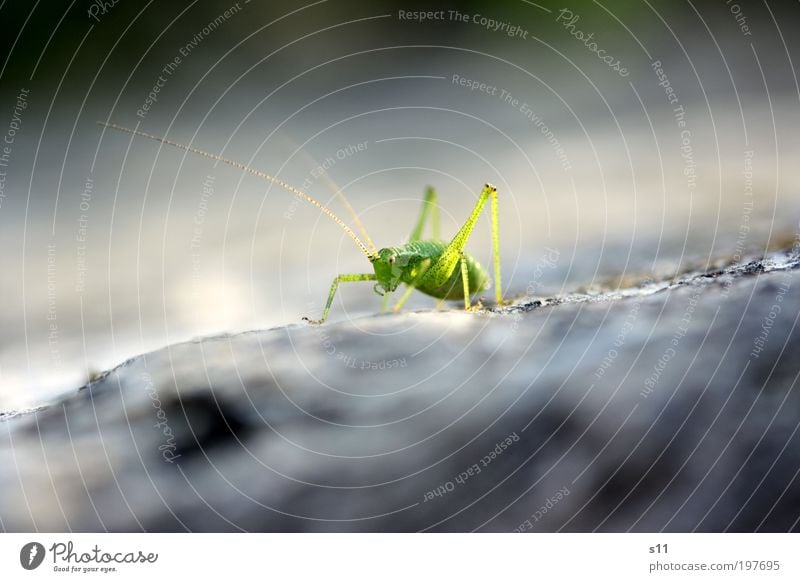 Grasgrüner Hüpfer Tier Wildtier Heuschrecke 1 ästhetisch Coolness elegant niedlich grau hüpfen Stein Insekt Fühler Sonnenbad Farbfoto Gedeckte Farben mehrfarbig