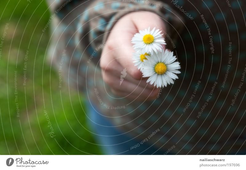 Gänseblümchen Glück Mensch feminin Kind Mädchen Kindheit Hand Finger 1 3-8 Jahre Umwelt Natur Pflanze Blume ästhetisch niedlich positiv gelb rosa weiß Gefühle