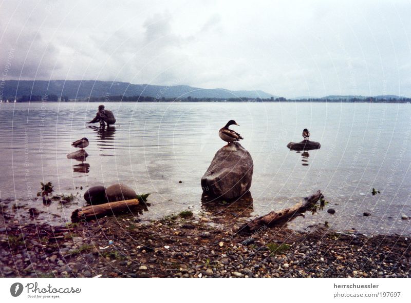 Flucht aus Entenhausen Landschaft Wasser Wolken Horizont schlechtes Wetter Seeufer Bodensee Statue Tier Flügel 3 ruhig Einsamkeit Surrealismus Stein