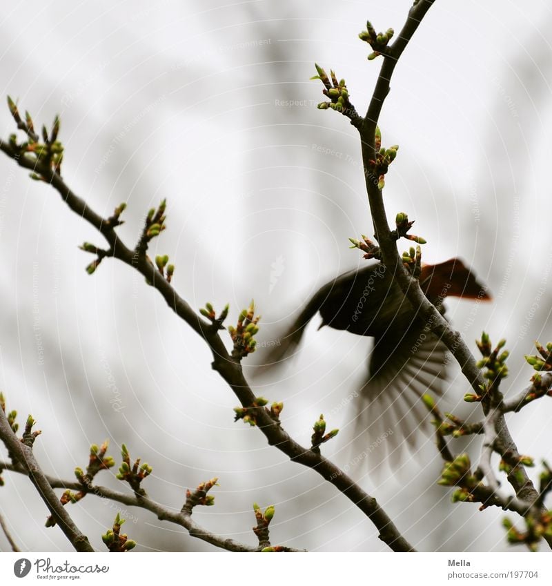 Husch! Umwelt Natur Pflanze Tier Frühling Ast Wildtier Vogel Gartenrotschwanz 1 fliegen frei klein natürlich grau Angst Bewegung Freiheit Flucht flüchten