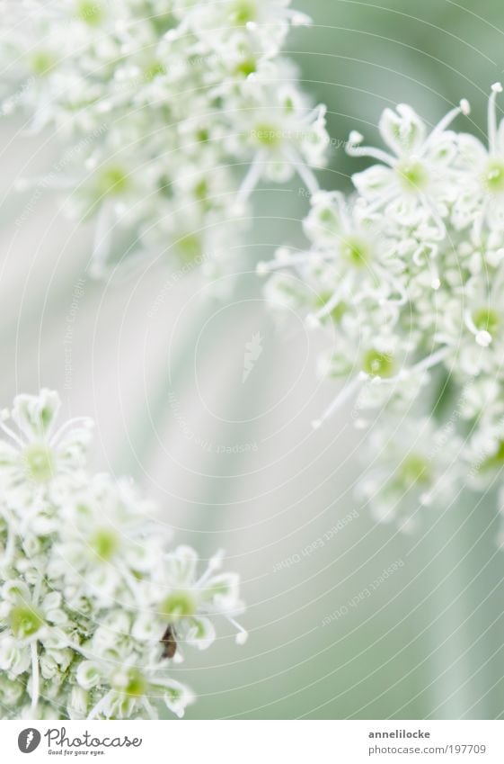 ein Hauch von Frühling Umwelt Natur Pflanze Sommer Schönes Wetter Blume Blüte Wildpflanze Doldenblüte Doldenblütler Park Wiese Feld Blühend verblüht Wachstum