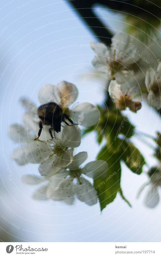 Gute Kirschen Umwelt Natur Pflanze Tier Luft Himmel Frühling Schönes Wetter Wärme Baum Blüte Grünpflanze Nutzpflanze Kirschbaum Kirschblüten Garten Nutztier