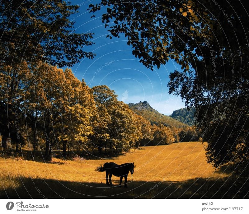 Ruhendes Pferd Umwelt Natur Landschaft Pflanze Tier Erde Himmel Horizont Frühling Klima Schönes Wetter Baum Gras Sträucher Wiese Wald Isergebirge Tschechien