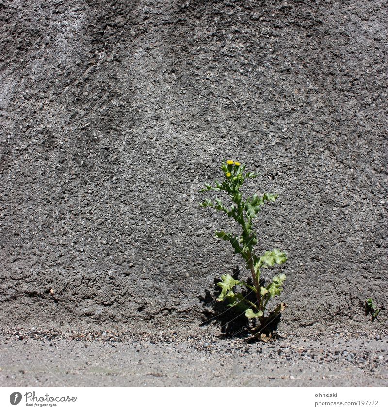 Solokünstler Umwelt Natur Pflanze Erde Frühling Blume Gras Blüte Haus Mauer Wand Fassade grau Tapferkeit Optimismus Leben standhaft Hoffnung Wachstum Farbfoto