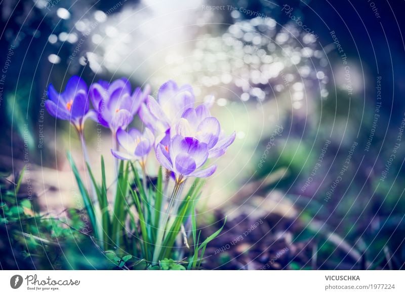 Schöne Krokusse im Frühling Garten Design Sommer Natur Landschaft Pflanze Blume Blatt Blüte Park Wald Blühend weich Frühlingsgefühle Hintergrundbild