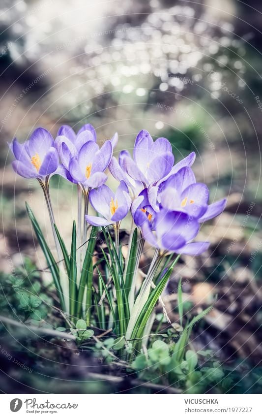 Lila Krokusse, Frühling Natur Hintergrund Lifestyle Landschaft Pflanze Schönes Wetter Blume Blatt Blüte Garten Park Blühend weich Frühlingsblume