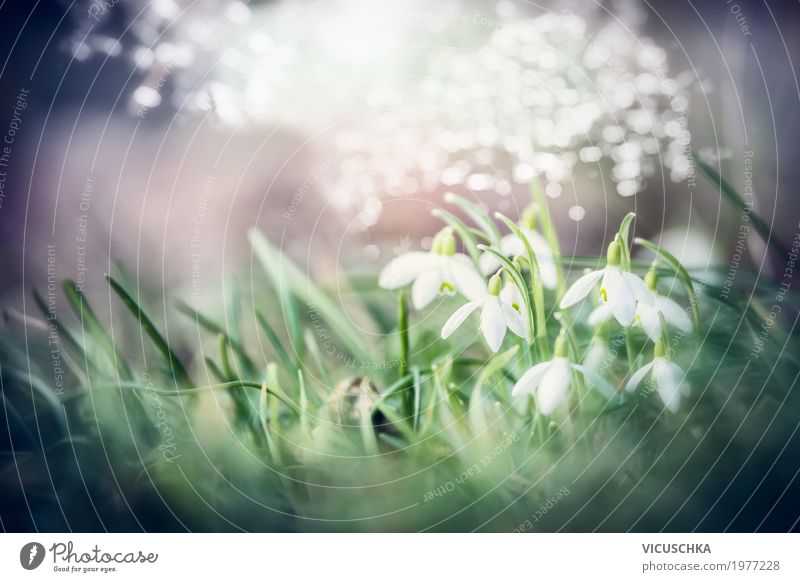 Schönee Schneeglöckchen Blumen Lifestyle Natur Pflanze Sonnenlicht Frühling Schönes Wetter Blatt Blüte Garten Park Blühend weich Design Hintergrundbild