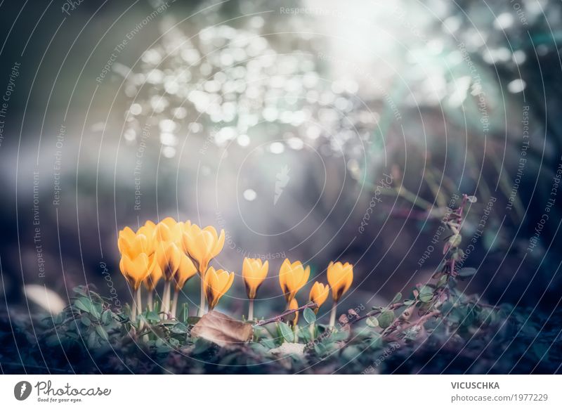 Frühling Natur Hintergrund mit gelbe Krokusse Lifestyle Garten Pflanze Schönes Wetter Blume Blatt Blüte Park Blühend weich Design Frühlingsgefühle