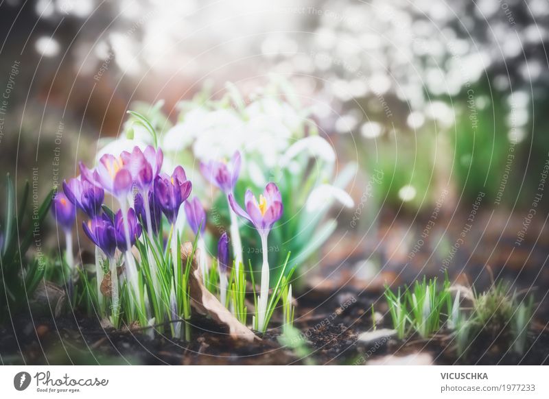 Krokusse im Garten oder Park Lifestyle Design Sommer Natur Pflanze Frühling Schönes Wetter Blume Blatt Blüte weich gelb Frühlingsblume Frühlingsblumenbeet