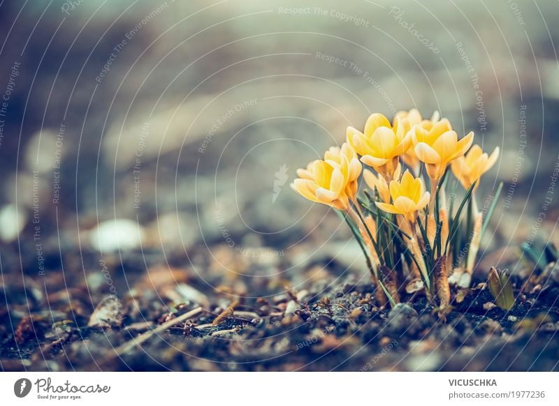 Schöne gelbe Krokusse im Garten Design Natur Pflanze Frühling Blume Park Blühend weich Frühlingsgefühle Frühlingsblume Blumenbeet Farbfoto Außenaufnahme