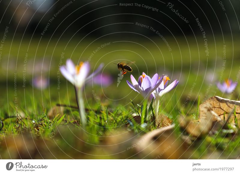 frühling im park V Pflanze Frühling Schönes Wetter Blume Gras Blatt Blüte Park Biene Blühend fliegen Wachstum natürlich Frühlingsgefühle Gelassenheit ruhig