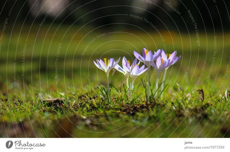 frühling im park VII Pflanze Frühling Schönes Wetter Blume Blüte Park Blühend Wachstum frisch natürlich Natur Krokusse Farbfoto mehrfarbig Außenaufnahme