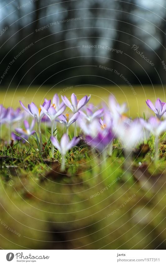 frühling im park III Pflanze Frühling Schönes Wetter Blume Blüte Park Blühend Wachstum Duft frisch hell natürlich violett Frühlingsgefühle Natur Neuanfang