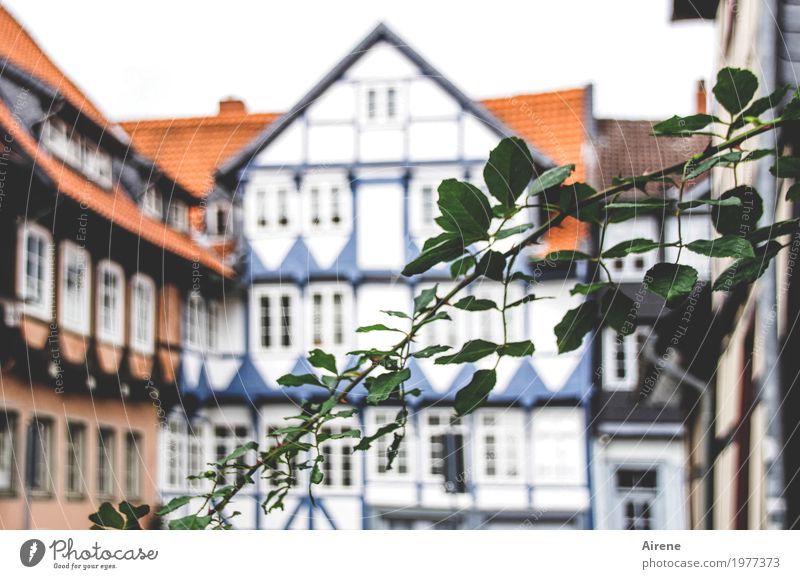 Holz lebt! Grünpflanze Zweig Ranke Kleinstadt Altstadt Haus Platz Fachwerkhaus Fachwerkfassade Fassade Wachstum natürlich blau grün rot ruhig authentisch