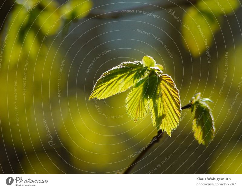 Buchenblätter entfalten sich an einem sonnigen Tag im Frühling. harmonisch ruhig Pflanze Baum Wildpflanze Haselnuss Wachstum saftig blau gelb grün Ast Zweig