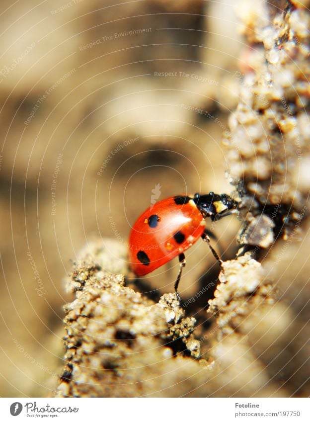 * 200 * Jubi-Multi -- Das schaffst du Kleiner -- Umwelt Natur Landschaft Tier Urelemente Erde Sand Wasser Wassertropfen Sonne Frühling Sommer Klima Wetter