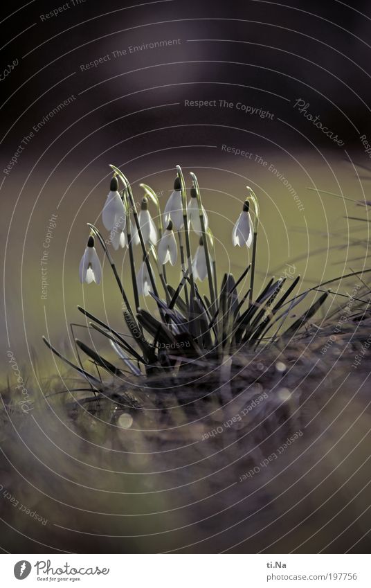 Schneelinchen Umwelt Natur Landschaft Tier Frühling Winter Klima Schönes Wetter Pflanze Blume Wildpflanze Schneeglöckchen Blühend Duft Wachstum natürlich grün