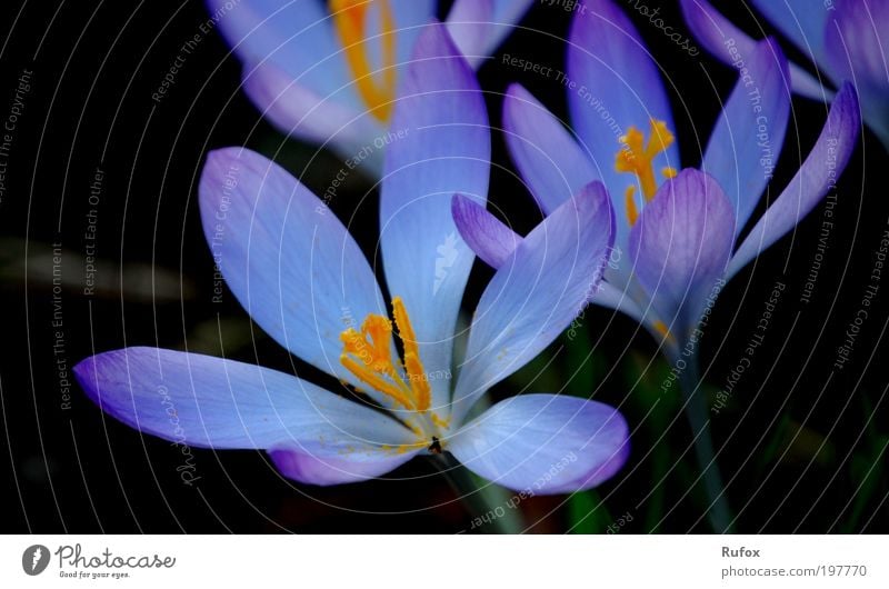 Germany Search The Blue Star Flower Natur Pflanze Tier Erde Frühling Blüte Grünpflanze Krokusse Park Wiese ästhetisch Duft dunkel kalt natürlich blau gelb