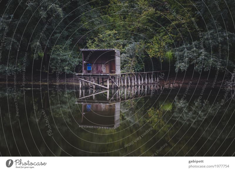 Stille Sinnesorgane Erholung ruhig Meditation Natur Landschaft Pflanze Wasser Sommer Wetter Wald Küste Seeufer Flussufer Bucht Hütte Zufriedenheit Steg Angeln