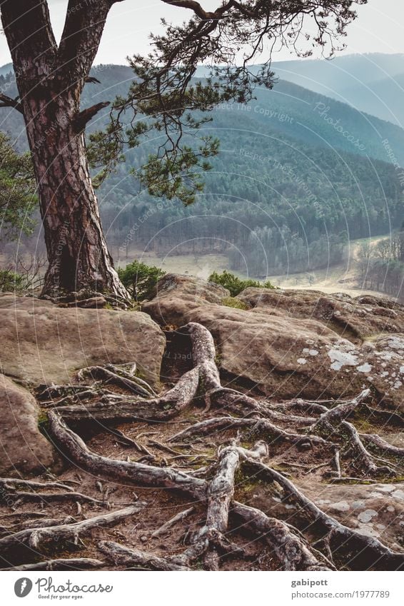 Verwurzelt Umwelt Natur Landschaft Pflanze Urelemente Erde Sommer Schönes Wetter Baum Wurzel Wald Hügel Felsen Berge u. Gebirge nachhaltig natürlich stark braun