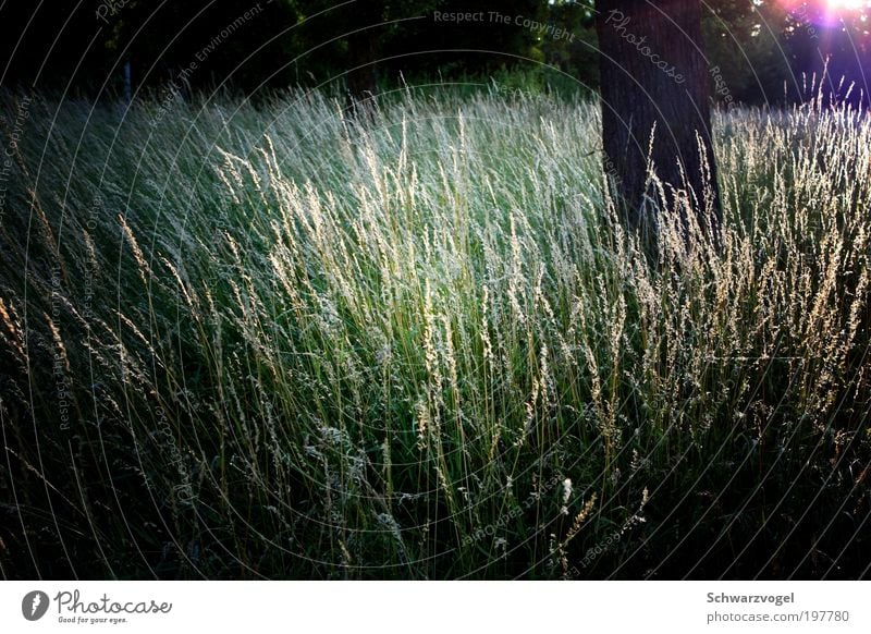 Feenhausen Umwelt Natur Pflanze Sonne Sonnenlicht Schönes Wetter Baum Gras Sträucher Wiese Blühend Erholung leuchten träumen Wachstum fantastisch Glück