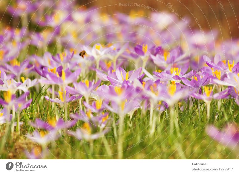 Frühlingspracht Umwelt Natur Landschaft Pflanze Tier Blume Gras Blüte Garten Wiese Biene 1 hell nah natürlich Wärme grün violett Frühblüher Krokusse