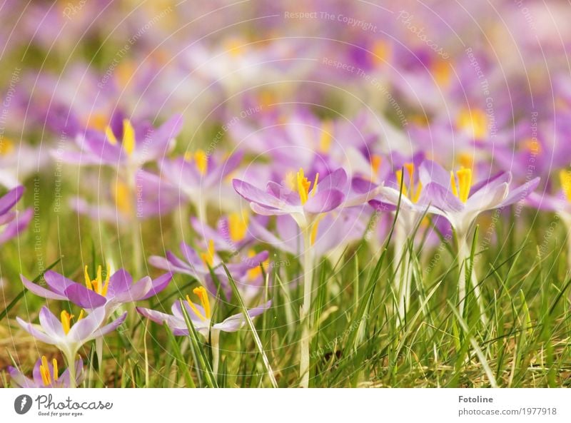 Blütenpracht Umwelt Natur Pflanze Frühling Schönes Wetter Blume Garten Park Wiese hell nah natürlich Wärme gelb grün violett Frühblüher Frühlingsgefühle