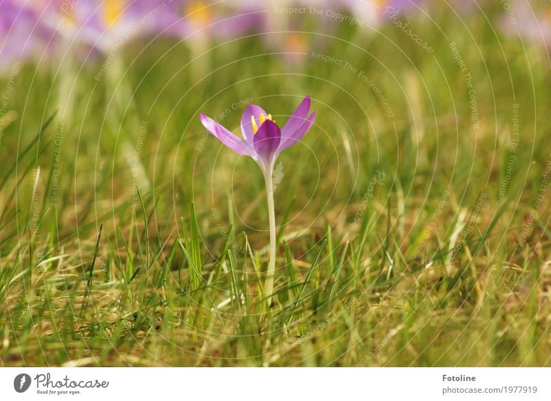 Einzelgänger Umwelt Natur Pflanze Frühling Schönes Wetter Blume Gras Blüte Garten Park Wiese hell nah natürlich Wärme grün violett Krokusse Frühblüher