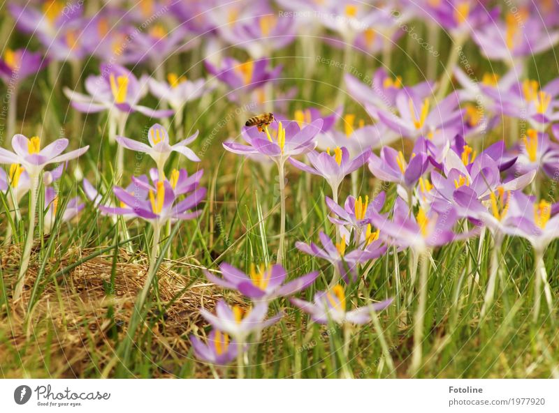 fleißiges Bienchen Umwelt Natur Pflanze Tier Frühling Schönes Wetter Blume Blüte Garten Park Wiese Nutztier Biene 1 frei hell klein nah natürlich Wärme grün