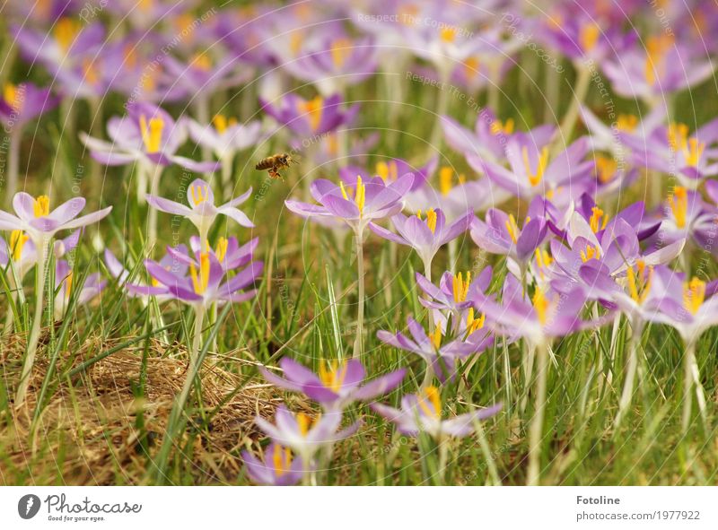 summ summ summ Umwelt Natur Pflanze Frühling Schönes Wetter Blume Blüte Garten Park Wiese Tier Biene 1 hell natürlich gelb grün violett Krokusse Frühblüher