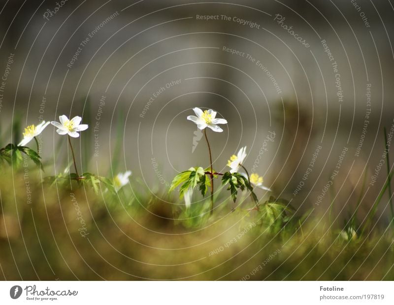 Grazien Umwelt Natur Landschaft Pflanze Urelemente Erde Luft Frühling Klima Wetter Schönes Wetter Wärme Blume Gras Blatt Blüte Park Wiese Wachstum hell schön