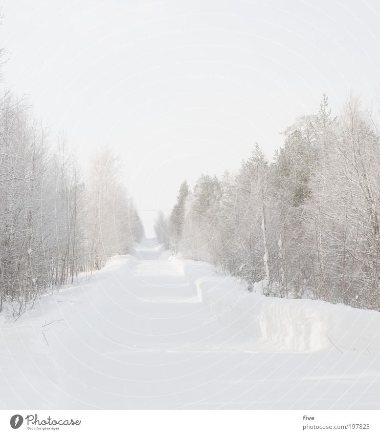 luosto XI Ferien & Urlaub & Reisen Tourismus Ausflug Ferne Freiheit Winter Schnee Winterurlaub Natur Himmel Pflanze Baum Straße Wege & Pfade gehen Unendlichkeit