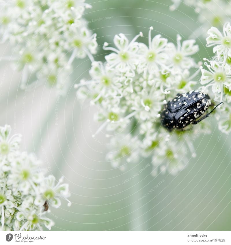 zartes Versteck Umwelt Natur Landschaft Pflanze Tier Frühling Sommer Blume Blüte Wildpflanze Doldenblütler Doldenblüte Park Wiese Feld Wildtier Käfer Insekt 1