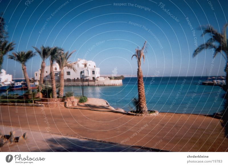 Palme in Ägypten Strand Zufriedenheit Blauer Himmel