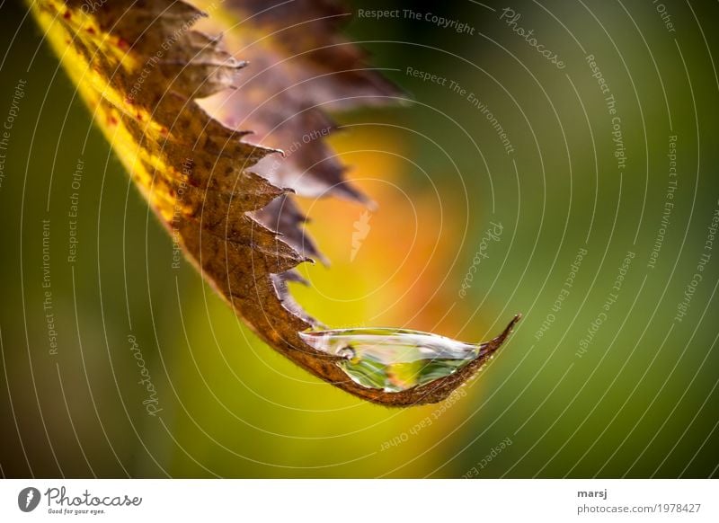 Tröpfchenhalter Leben harmonisch Wohlgefühl Erholung ruhig Natur Wasser Wassertropfen Herbst Blatt Brombeerblätter Blattspitze Bogen leuchten Sauberkeit frisch