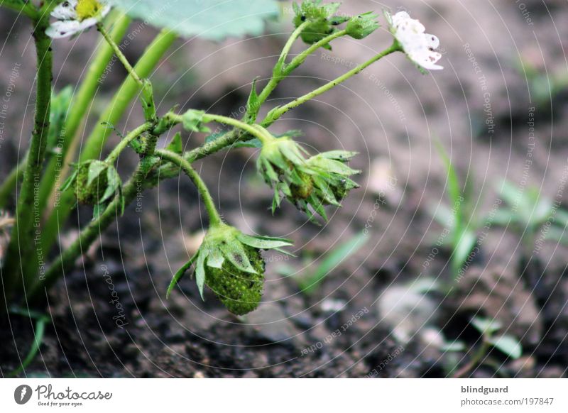 Wachstumsstadium Frucht Bioprodukte Umwelt Natur Pflanze Frühling Sträucher Garten Blühend grün Schrebergarten gedeihen Erdbeeren reif Eigenanbau Blüte