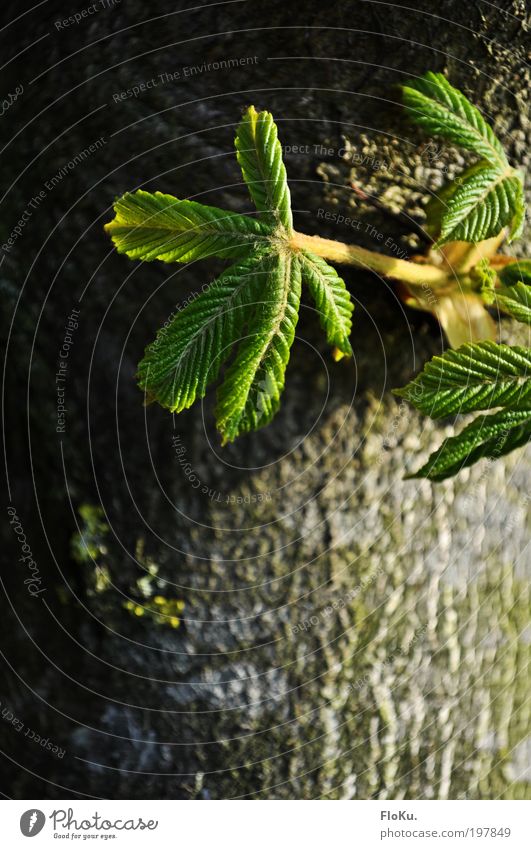 Kindheitserinnerung Umwelt Natur Pflanze Frühling Baum Blatt Grünpflanze Wachstum neu braun grün Glück Frühlingsgefühle Vorfreude Optimismus Kraft Kastanienbaum