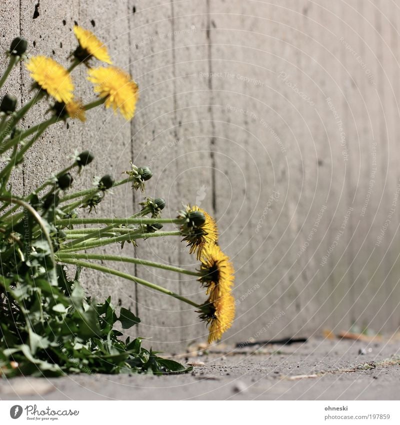 Löwenzahn Umwelt Natur Pflanze Frühling Blume Blüte Wildpflanze Mauer Wand Stein Beton grün Farbfoto Außenaufnahme Nahaufnahme Textfreiraum rechts Kontrast