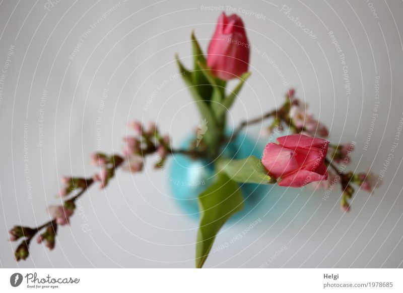 Blümchen Pflanze Frühling Tulpe Blatt Blüte Zweig Kirschblüten Vase Glas Blühend stehen Häusliches Leben ästhetisch frisch schön einzigartig natürlich braun